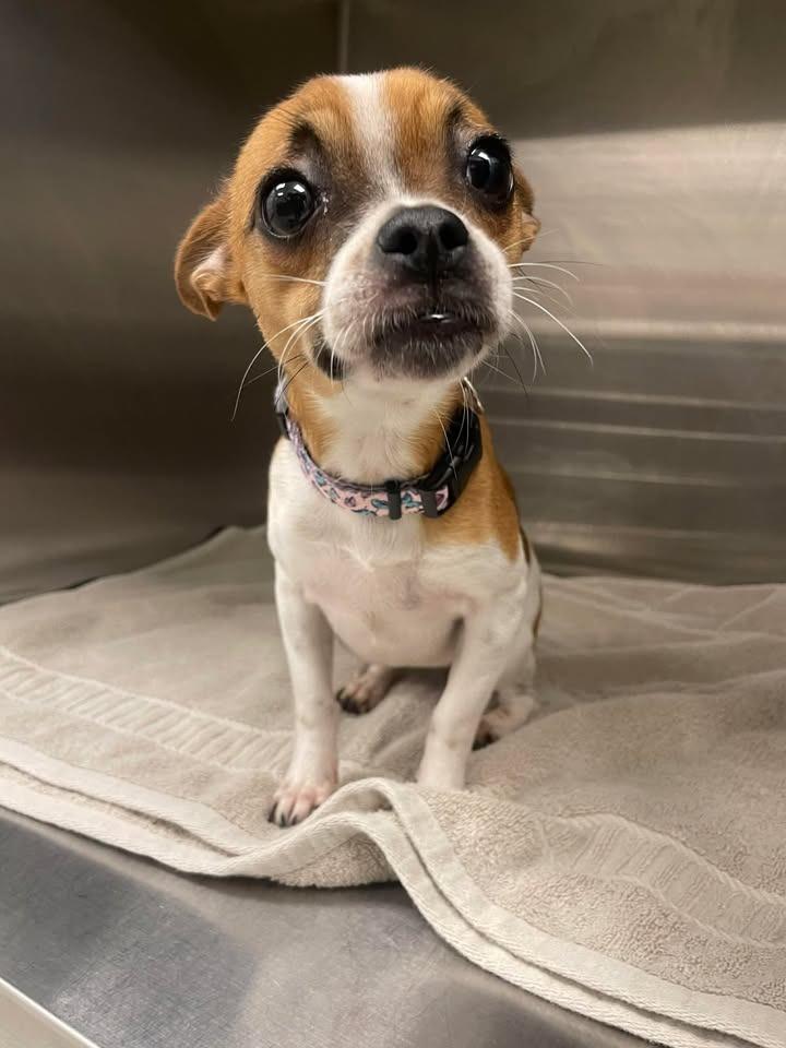 Button, Adopted, Adult Female Chihuahua.