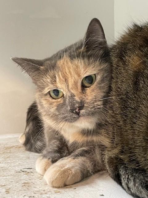 Annie, Adoptable, Senior Female Domestic Short Hair.