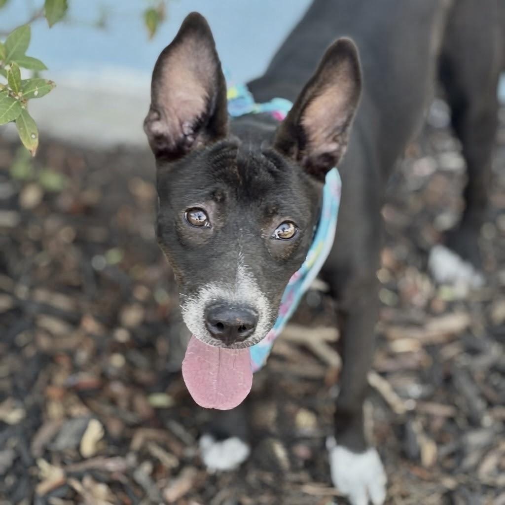Dinah 26-06-197, Adoptable, Young Female Border Collie & Labrador Retriever.