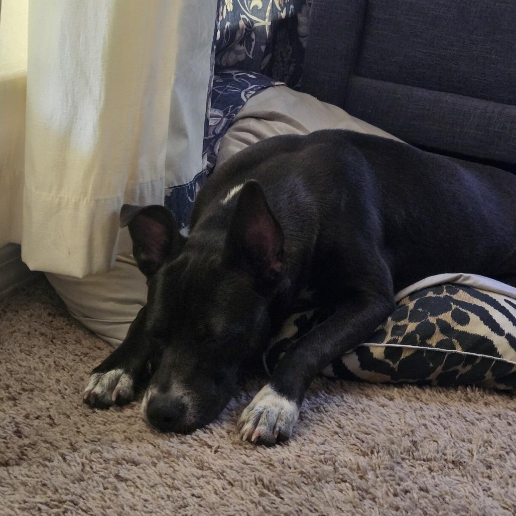 Enlarge Dinah 26-06-197, a Adoptable mixed breed in Bastrop, TX image 2/6