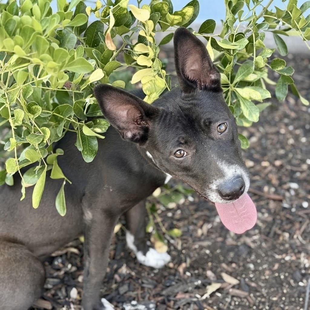 Enlarge Dinah 26-06-197, a Adoptable mixed breed in Bastrop, TX image 3/6