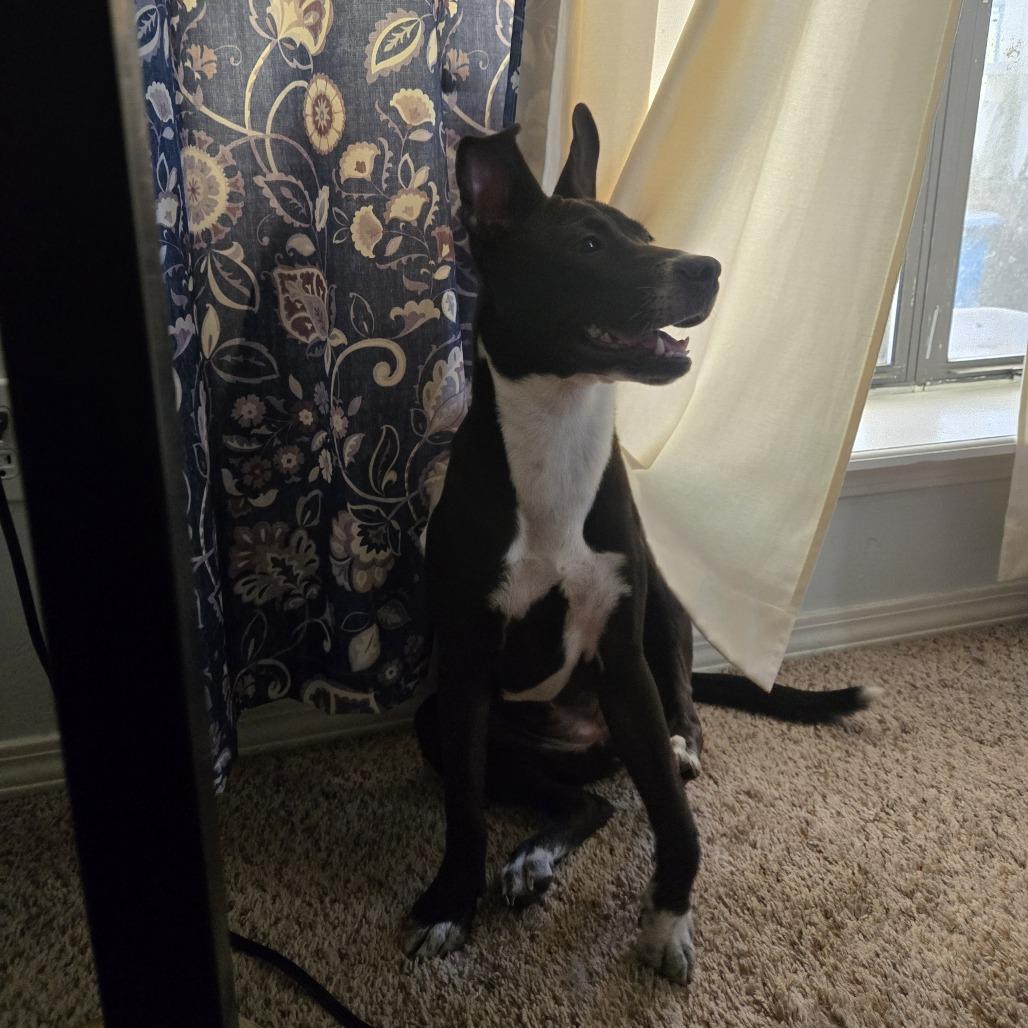 Enlarge Dinah 26-06-197, a Adoptable mixed breed in Bastrop, TX image 4/6