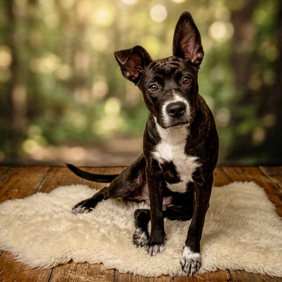 Enlarge Dinah 26-06-197, a Adoptable mixed breed in Bastrop, TX image 5/6
