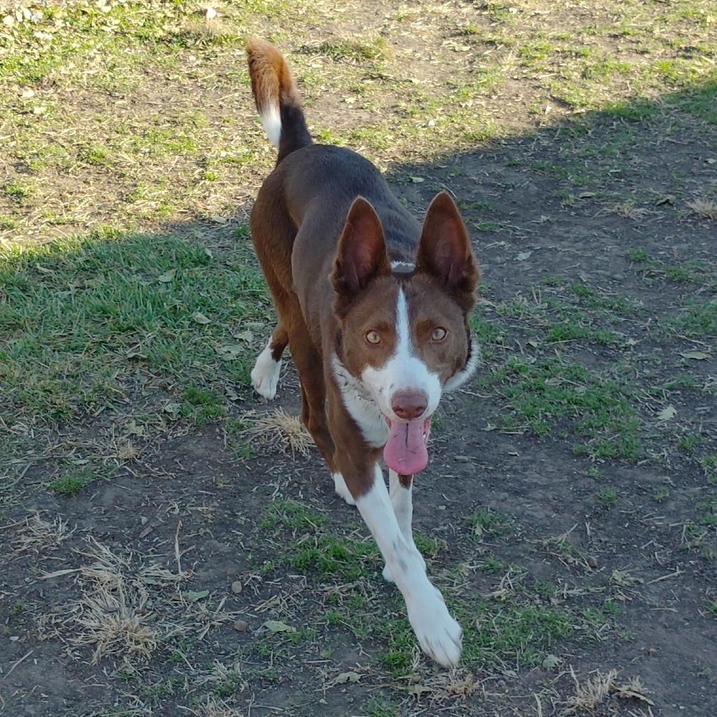 Enlarge Sweetie, a Adoptable mixed breed in Tulsa, OK image 1/6