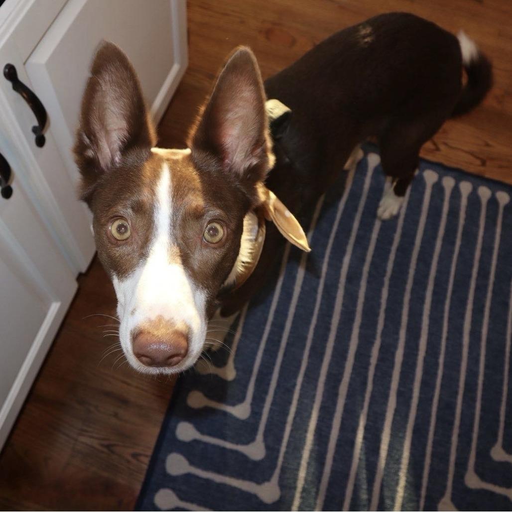 Enlarge Sweetie, a Adoptable mixed breed in Tulsa, OK image 2/6