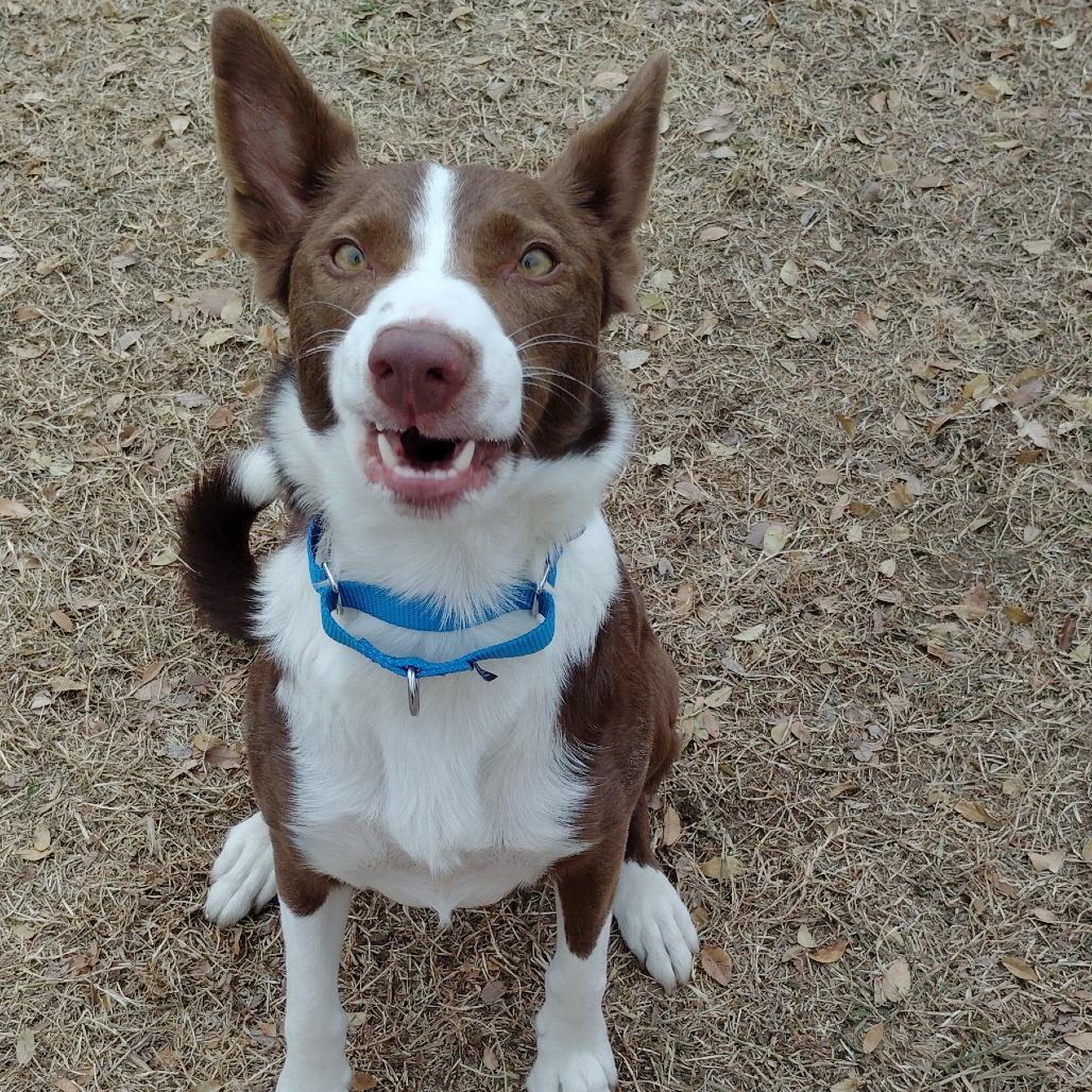 Enlarge Sweetie, a Adoptable mixed breed in Tulsa, OK image 3/6