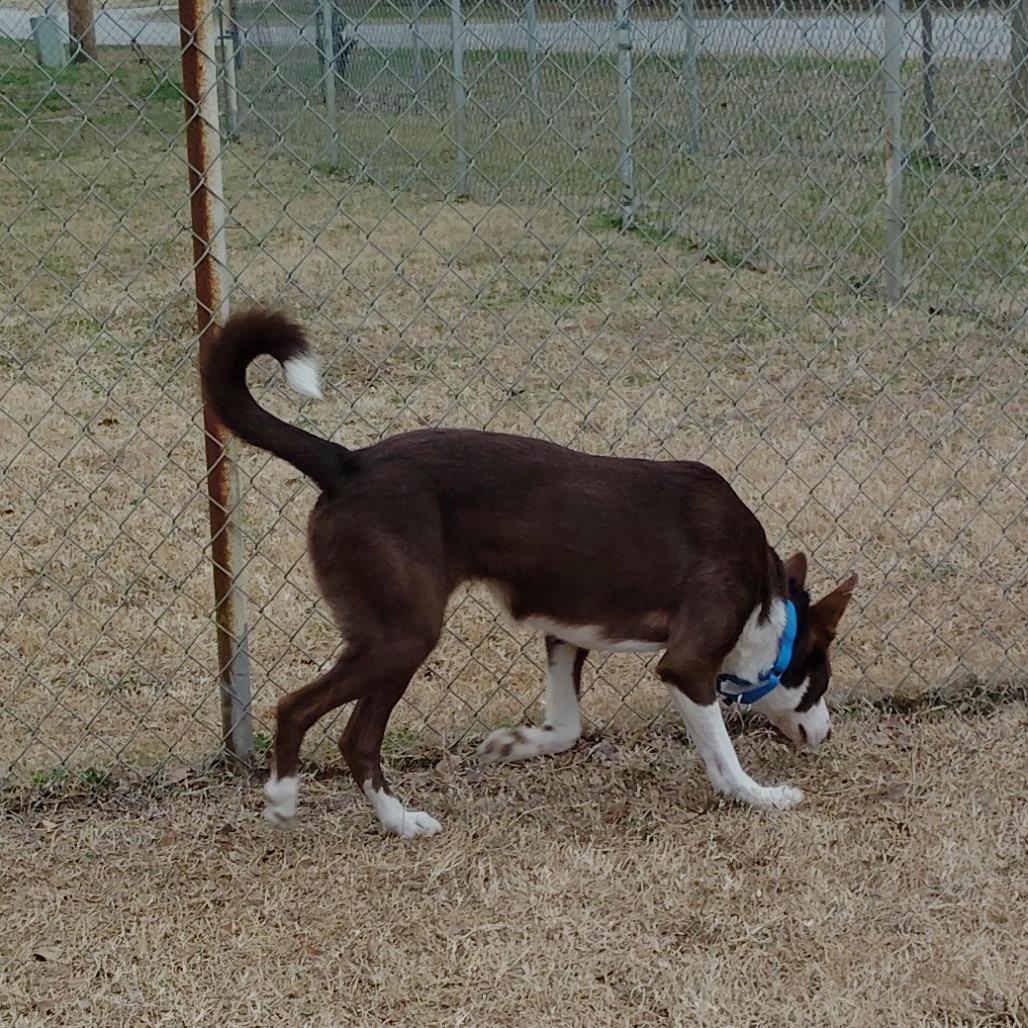 Enlarge Sweetie, a Adoptable mixed breed in Tulsa, OK image 4/6