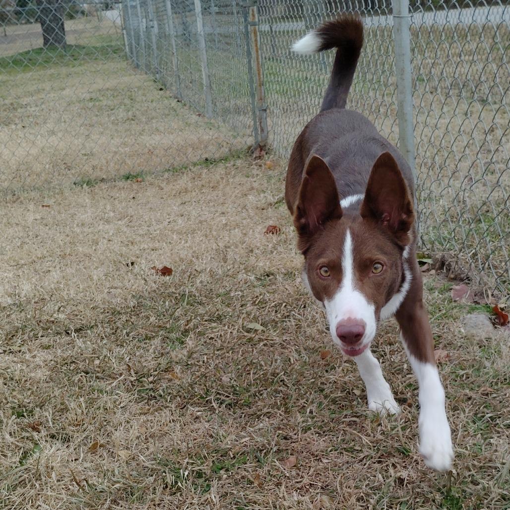 Enlarge Sweetie, a Adoptable mixed breed in Tulsa, OK image 5/6