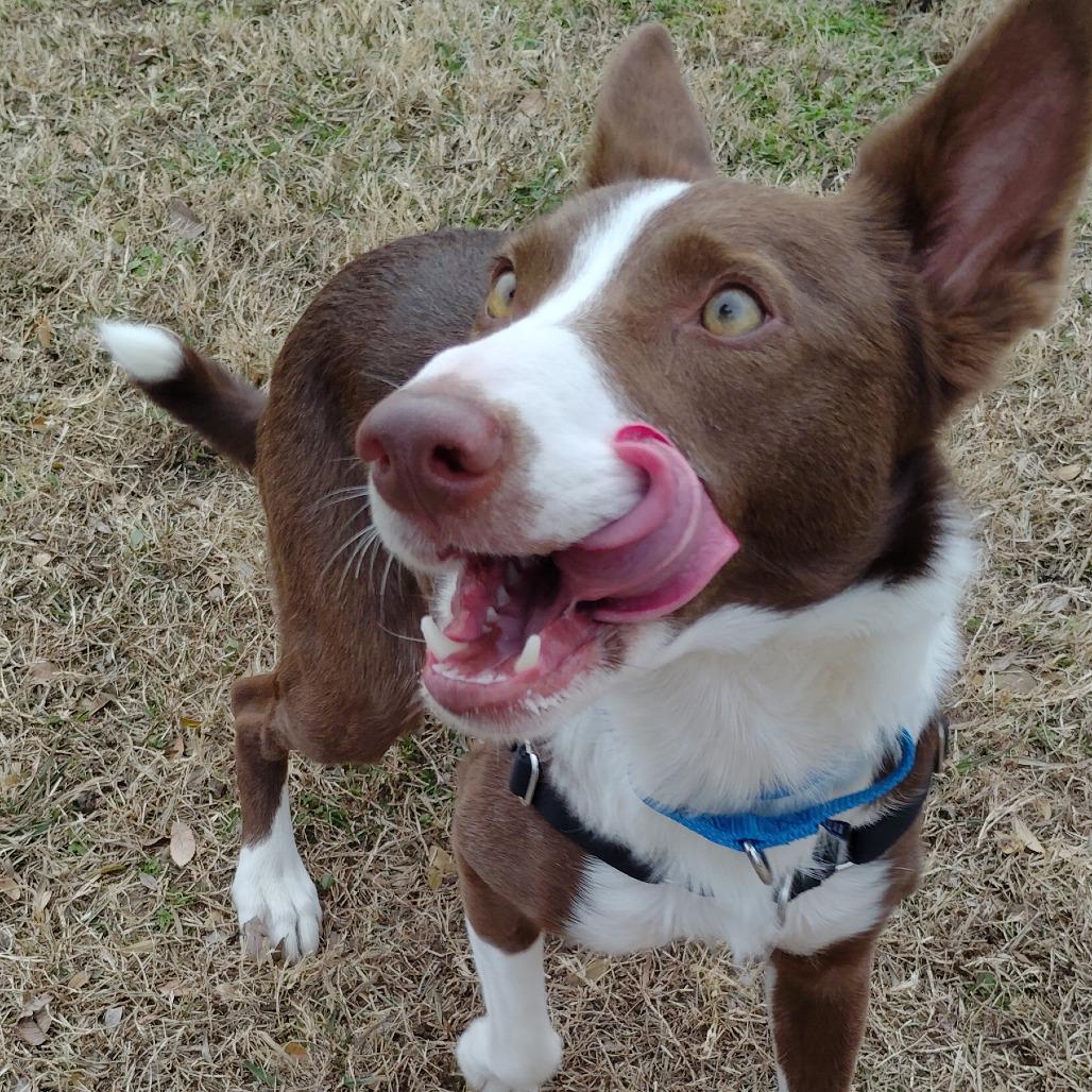 Enlarge Sweetie, a Adoptable mixed breed in Tulsa, OK image 6/6