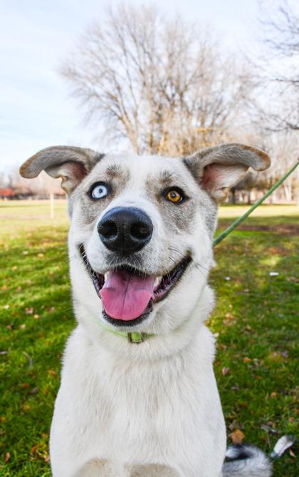 Enlarge Mozart, a Adoptable mixed breed in Yakima, WA image 1/3