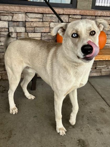 Mozart, Adoptable, Adult Male Husky & Carolina Dog.