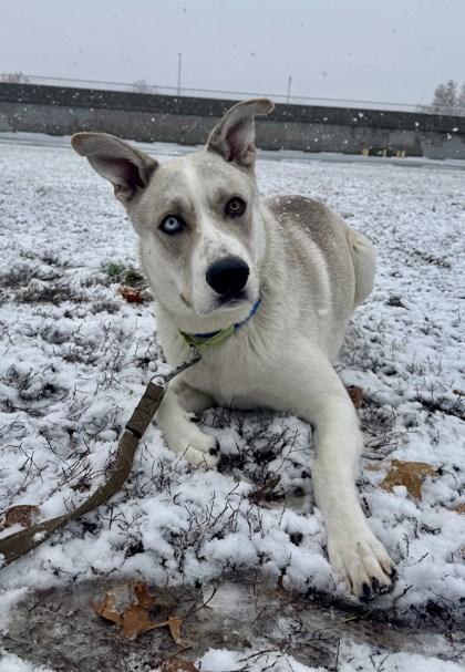 Mozart, Adoptable, Adult Male Husky & Carolina Dog.