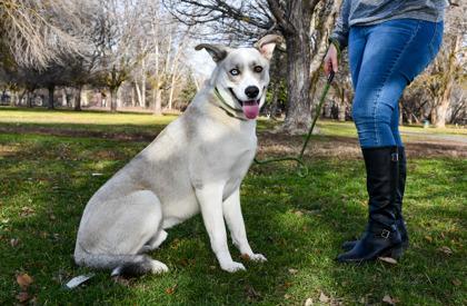 Enlarge Mozart, a Adoptable mixed breed in Yakima, WA image 2/3