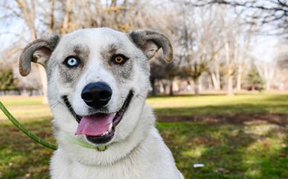 Enlarge Mozart, a Adoptable mixed breed in Yakima, WA image 3/3