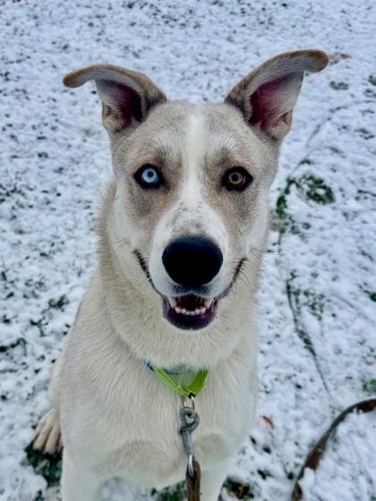 Enlarge Mozart, a Adoptable mixed breed in Yakima, WA image 3/3