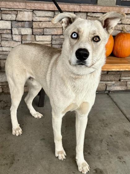 Mozart, Adoptable, Adult Male Husky & Carolina Dog.