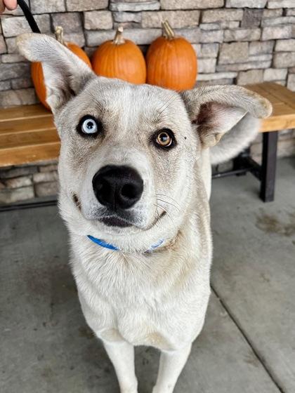Mozart, a Adoptable mixed breed in Yakima, WA image 3/3