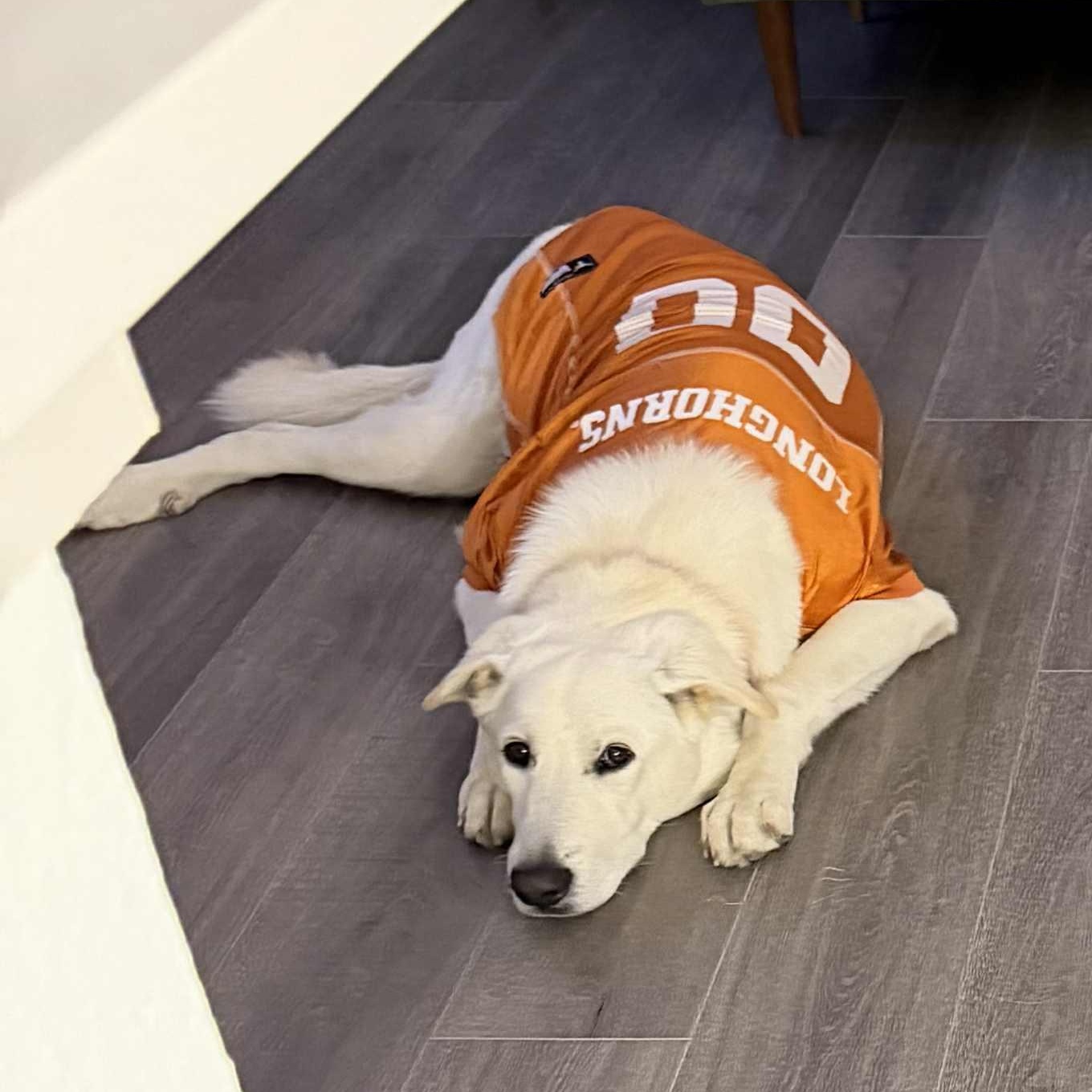 Lola, a ADOPTABLE mixed breed in Redmond, WA image 1/2