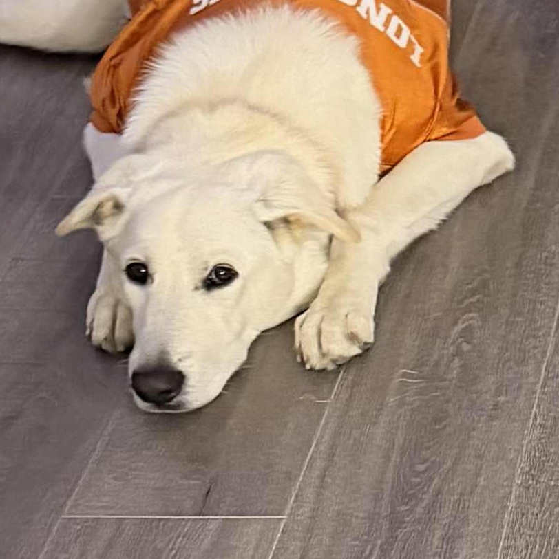 Lola, a ADOPTABLE mixed breed in Redmond, WA image 1/2