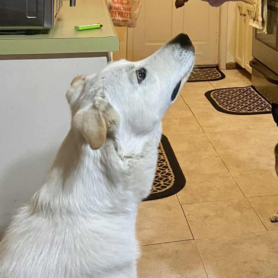 Enlarge Lola, a ADOPTABLE mixed breed in Redmond, WA image 5/6