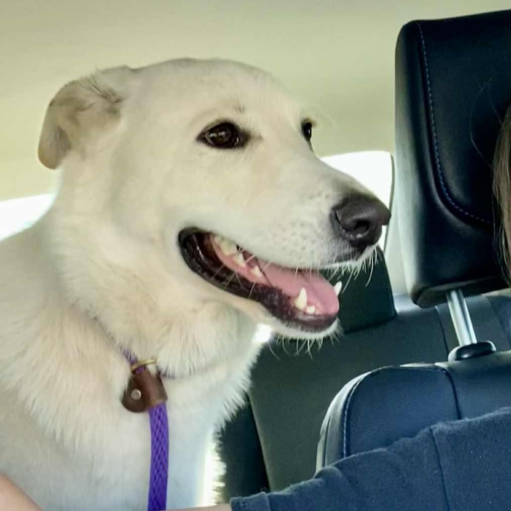 Lola, ADOPTABLE, Young Female Labrador Retriever & Shepherd.