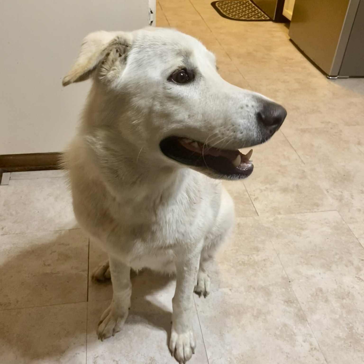 Enlarge Lola, a ADOPTABLE mixed breed in Redmond, WA image 6/6