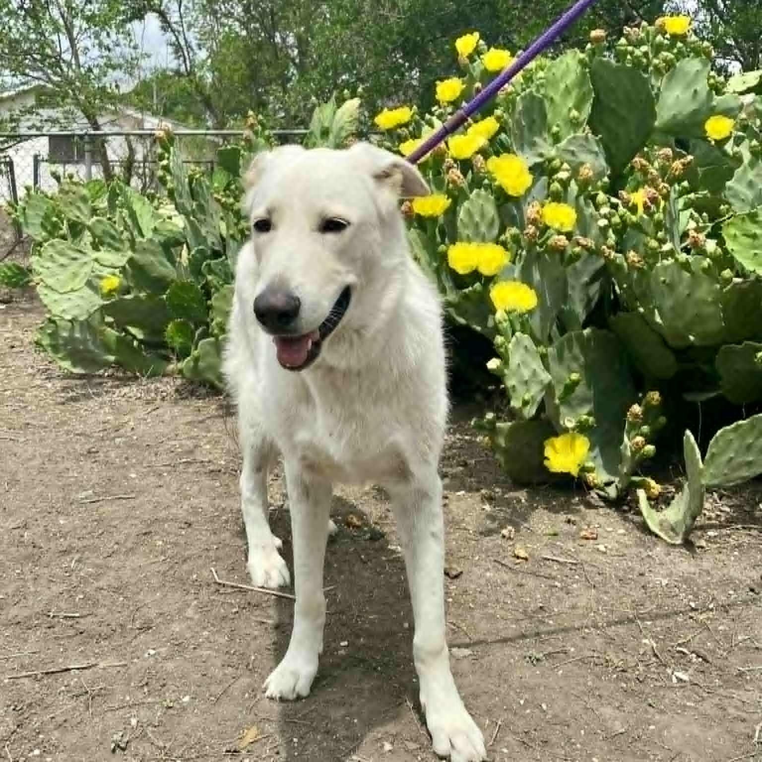 Enlarge Lola, a ADOPTABLE mixed breed in Redmond, WA image 5/6