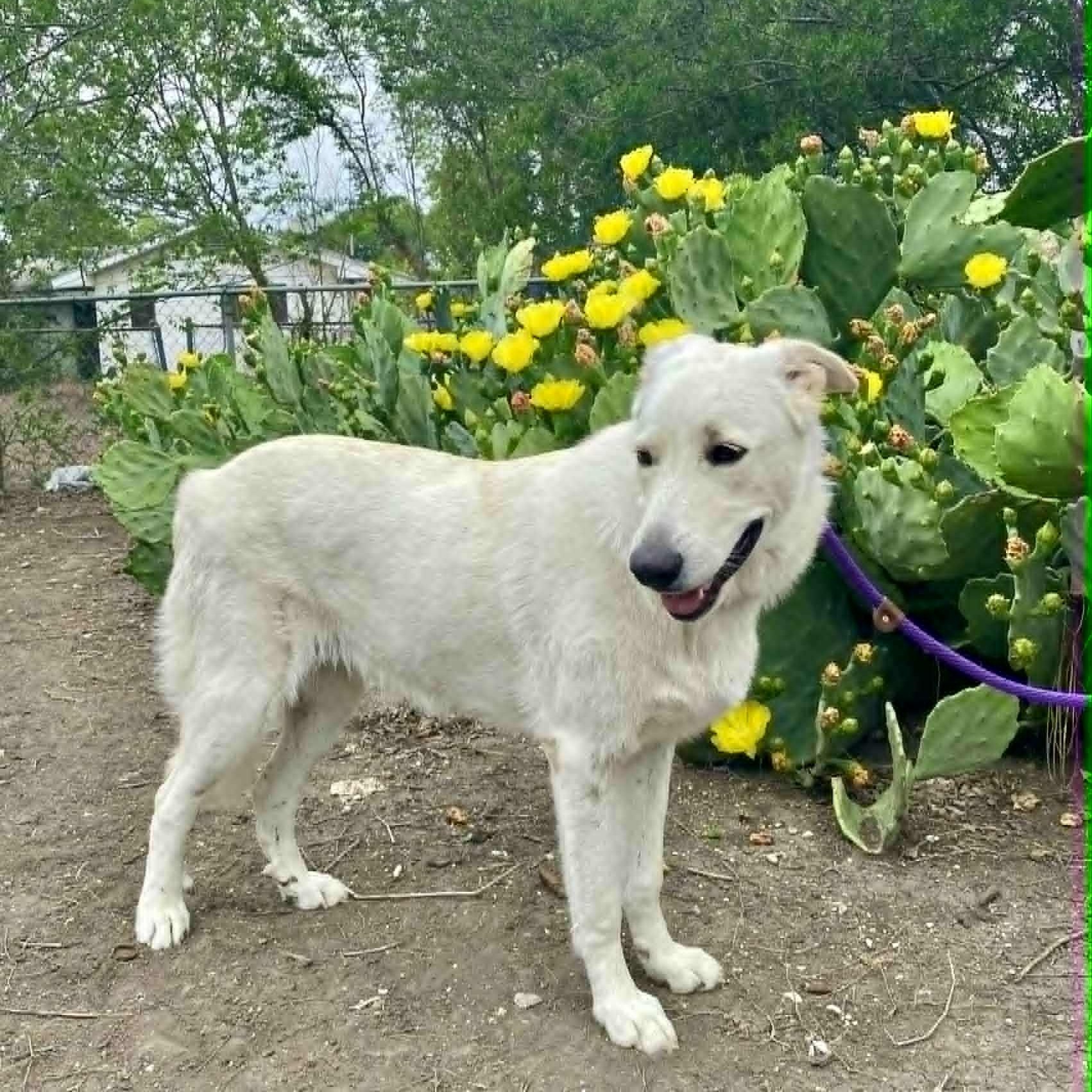 Enlarge Lola, a ADOPTABLE mixed breed in Redmond, WA image 6/6