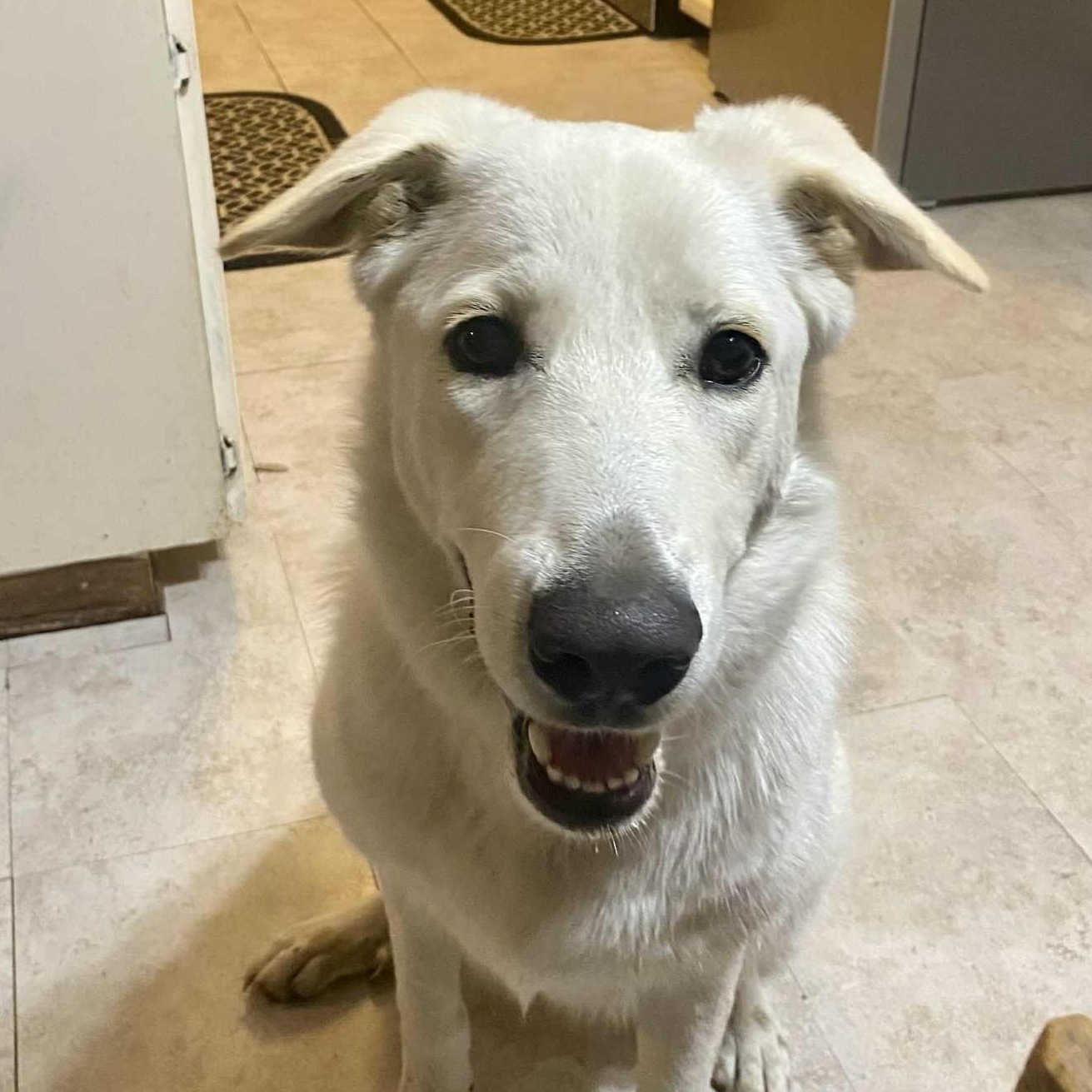 Lola, ADOPTABLE, Young Female Labrador Retriever & Shepherd.