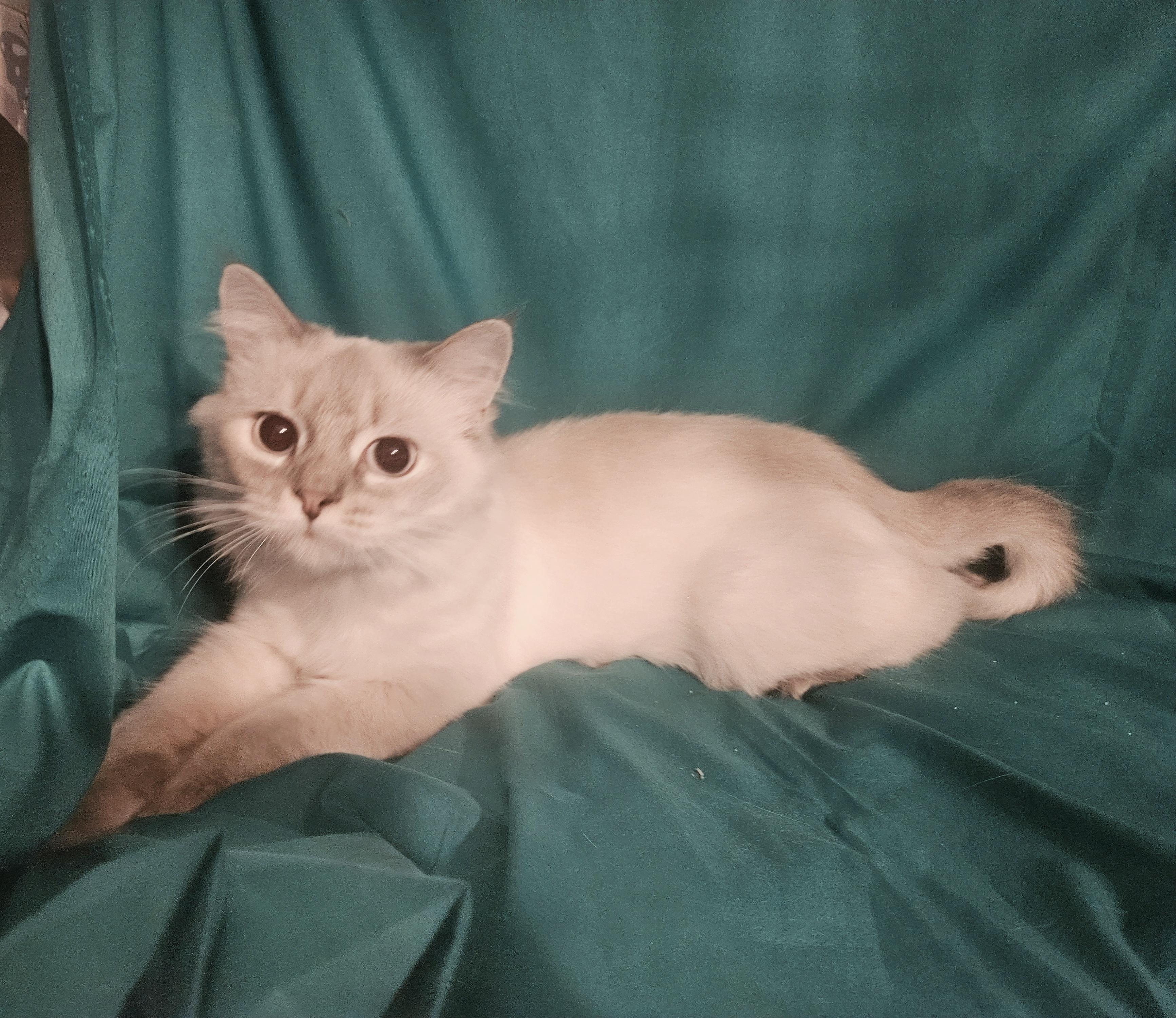 Enlarge Joy, a ADOPTABLE Ragdoll in Orlando, FL image 4/5