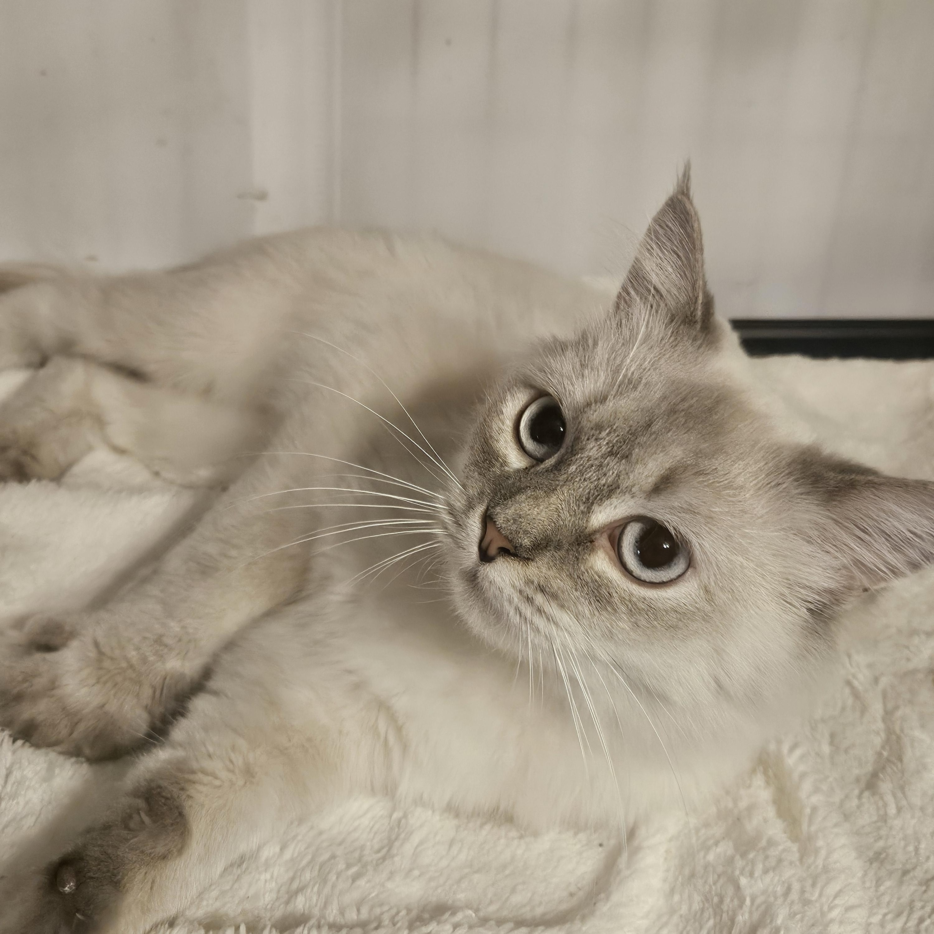 Joy, ADOPTABLE, Young Female Ragdoll.