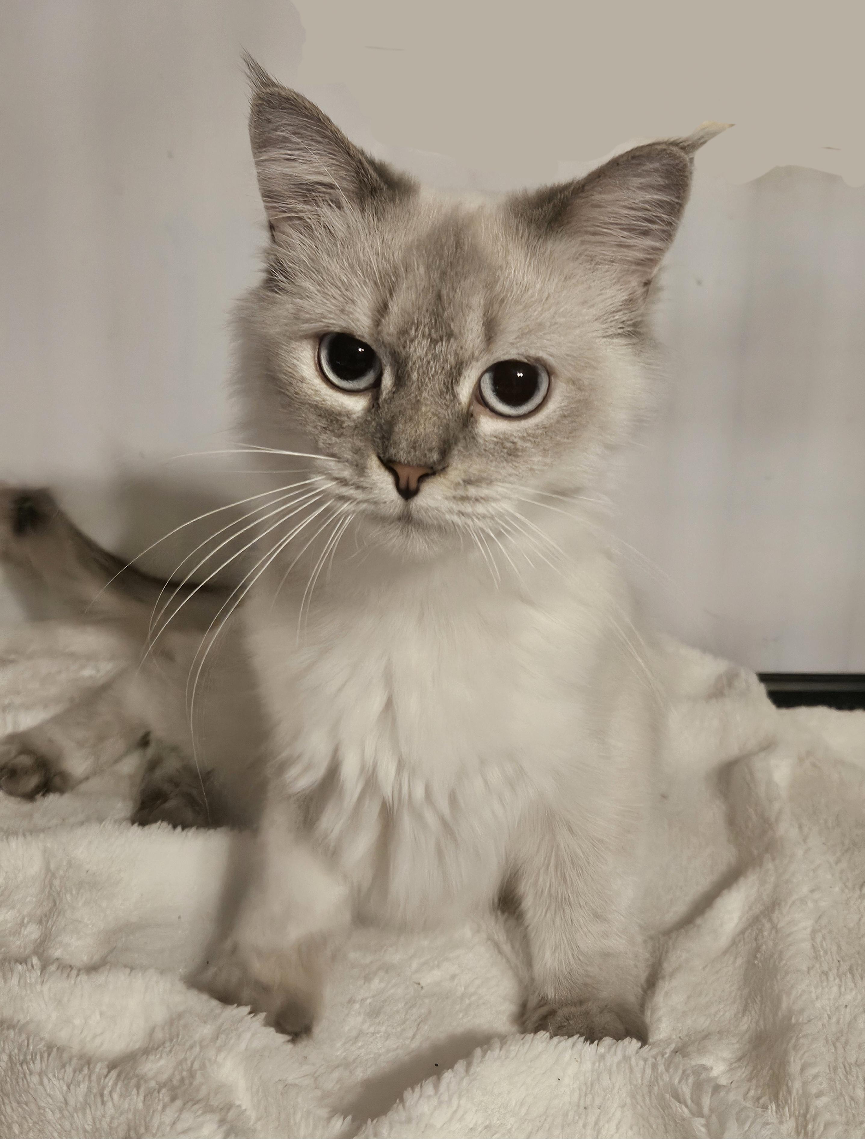 Enlarge Joy, a ADOPTABLE Ragdoll in Orlando, FL image 2/5