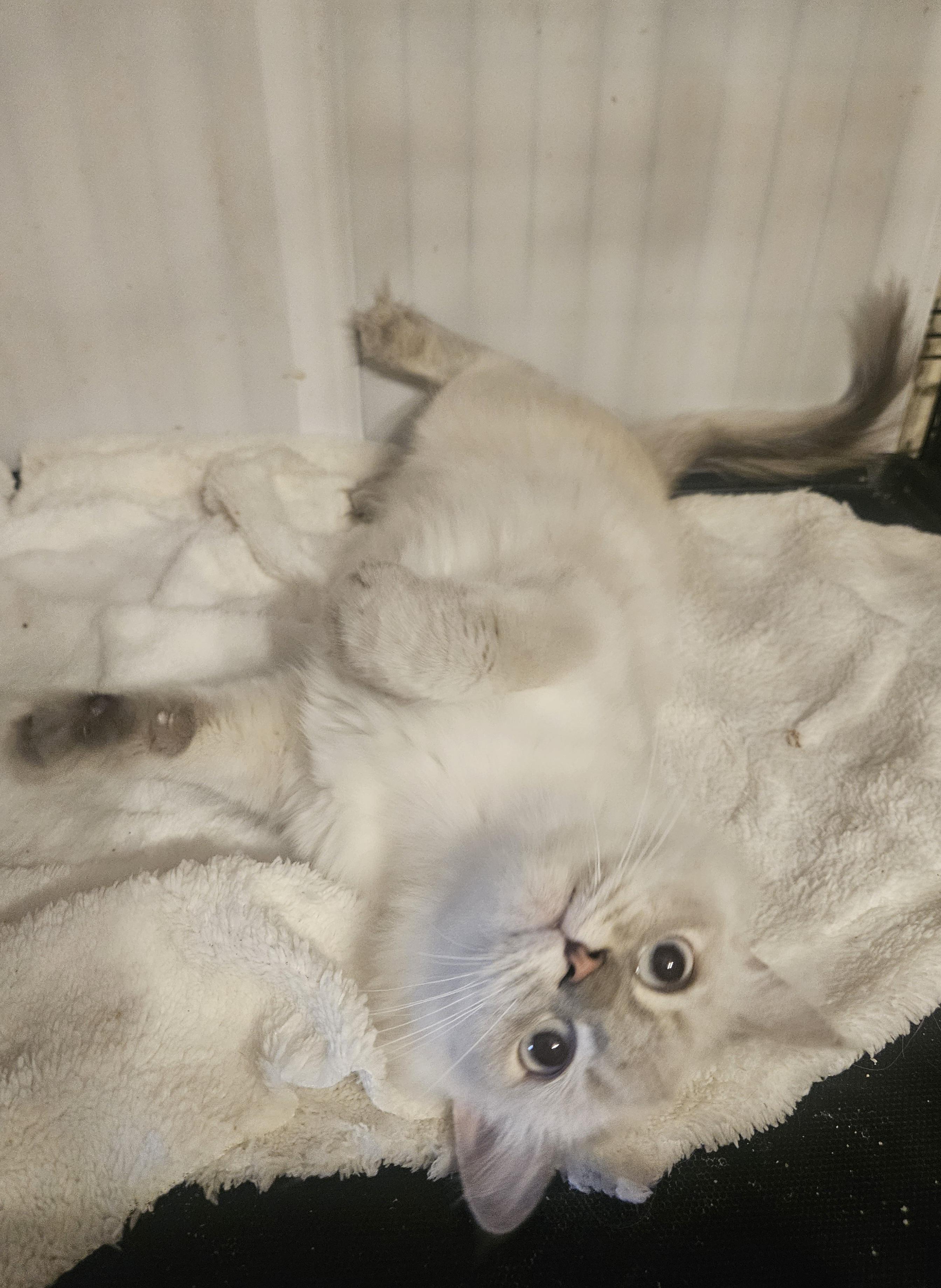 Enlarge Joy, a ADOPTABLE Ragdoll in Orlando, FL image 3/5