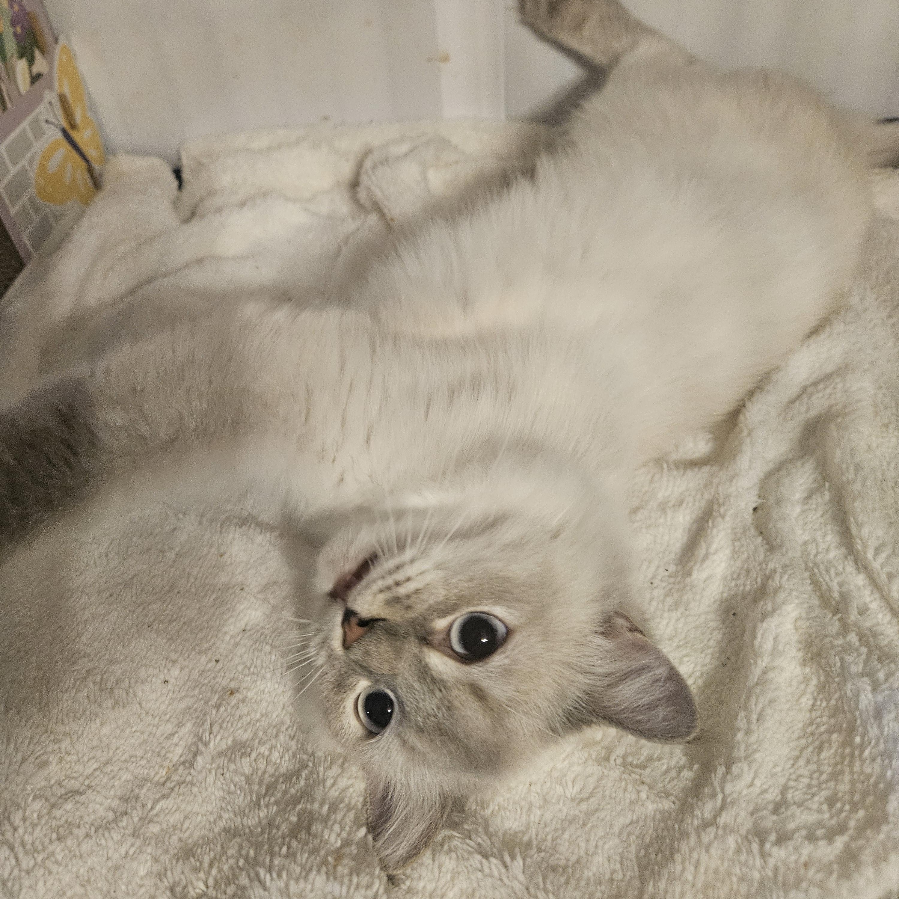 Enlarge Joy, a ADOPTABLE Ragdoll in Orlando, FL image 5/5