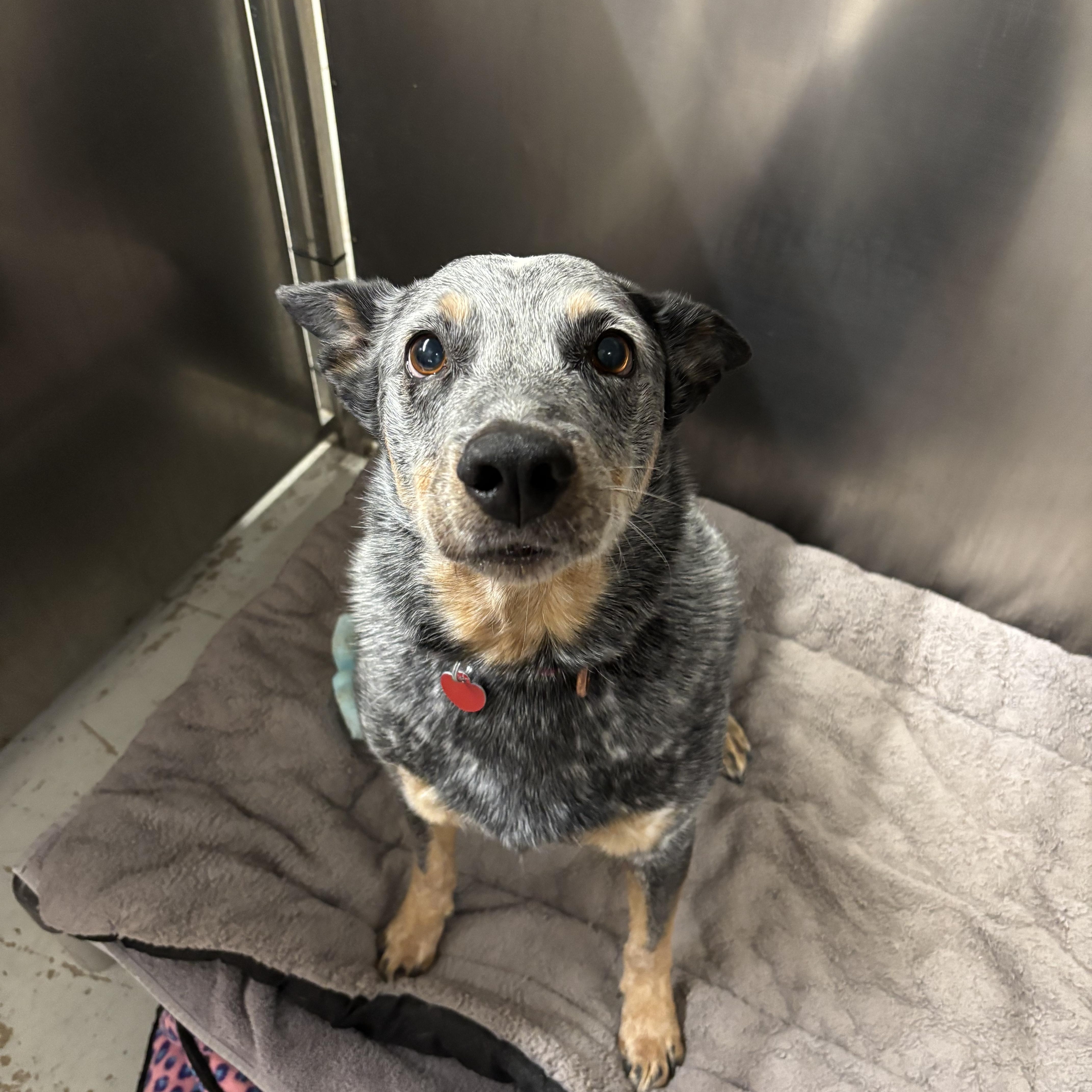 Wanda, a Adoptable Australian Cattle Dog / Blue Heeler in Phoenix, AZ image 2/5
