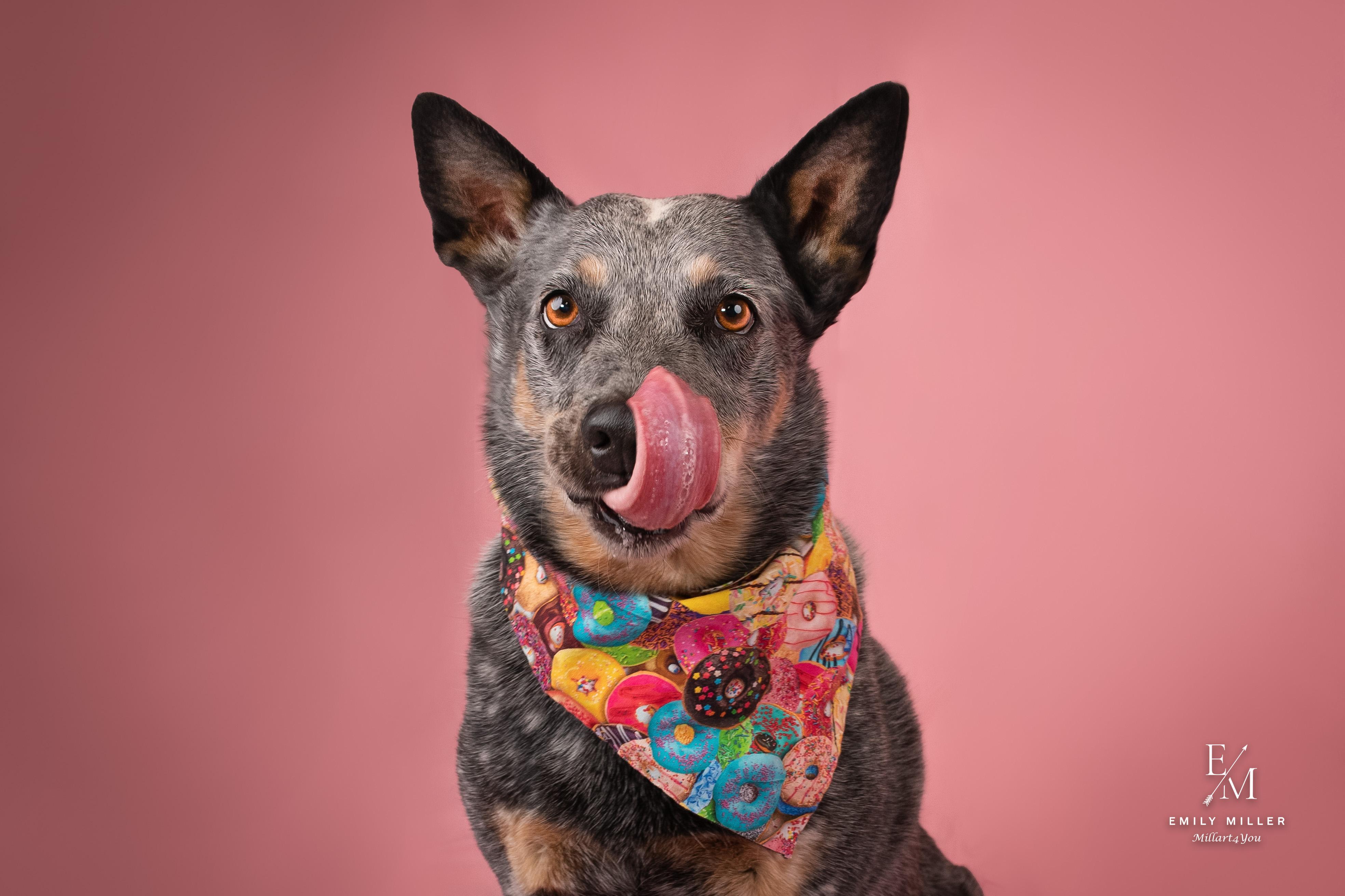 Wanda, a Adoptable Australian Cattle Dog / Blue Heeler in Phoenix, AZ image 3/5
