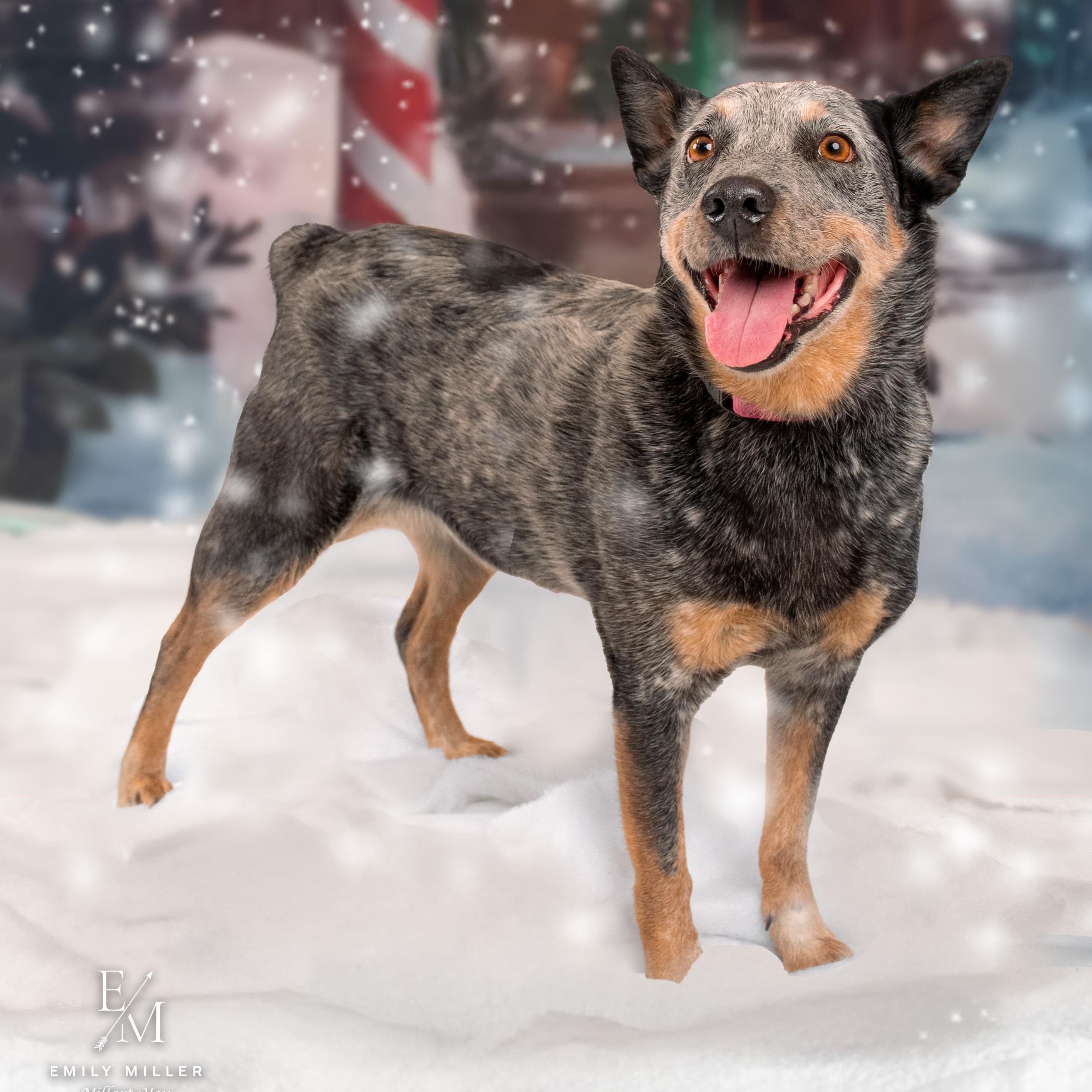 Enlarge Wanda, a Adoptable Australian Cattle Dog / Blue Heeler in Phoenix, AZ image 1/6