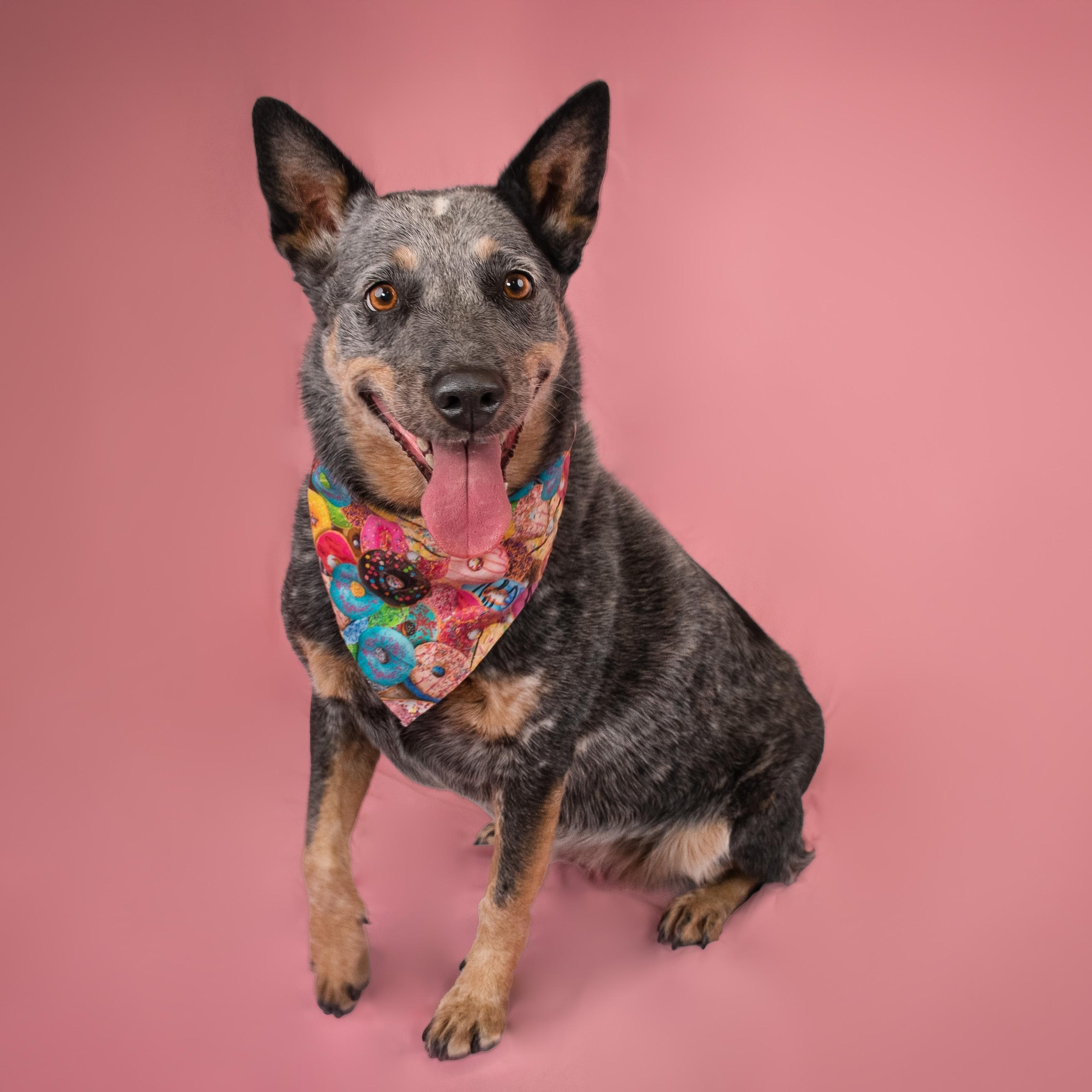 Enlarge Wanda, a Adoptable Australian Cattle Dog / Blue Heeler in Phoenix, AZ image 2/6