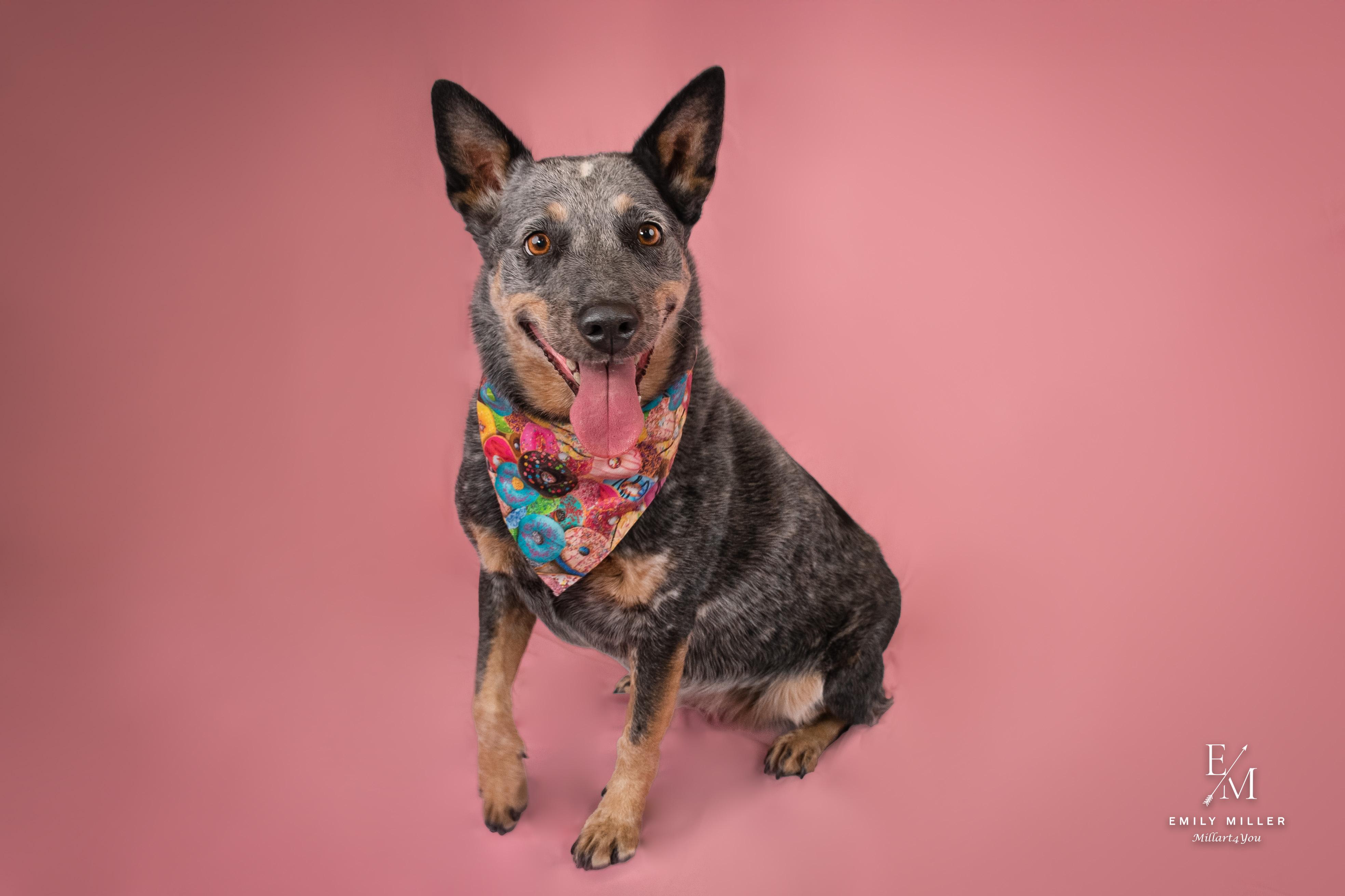Wanda, a Adoptable Australian Cattle Dog / Blue Heeler in Phoenix, AZ image 1/5