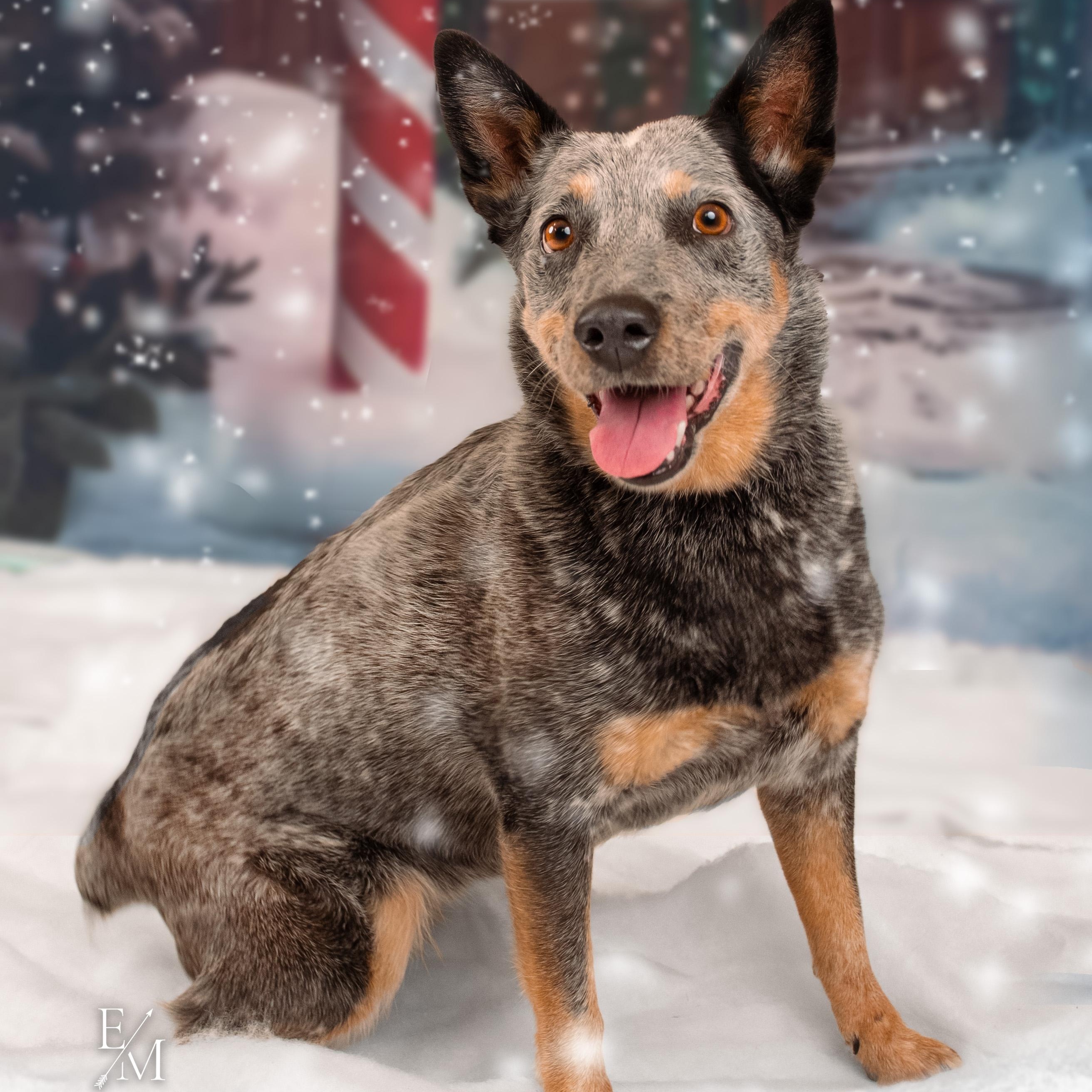 Enlarge Wanda, a Adoptable Australian Cattle Dog / Blue Heeler in Phoenix, AZ image 3/6