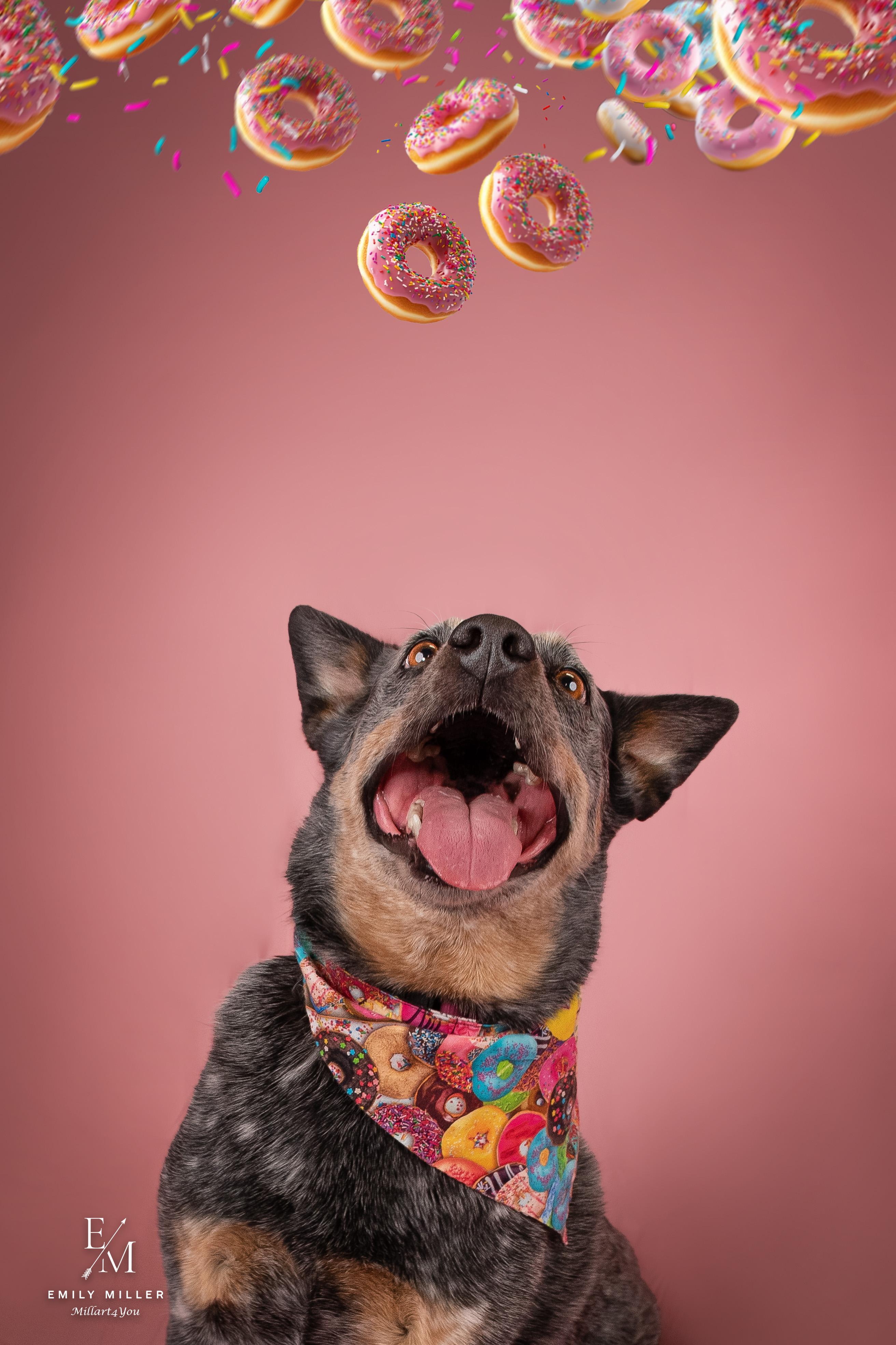 Wanda, a Adoptable Australian Cattle Dog / Blue Heeler in Phoenix, AZ image 5/5