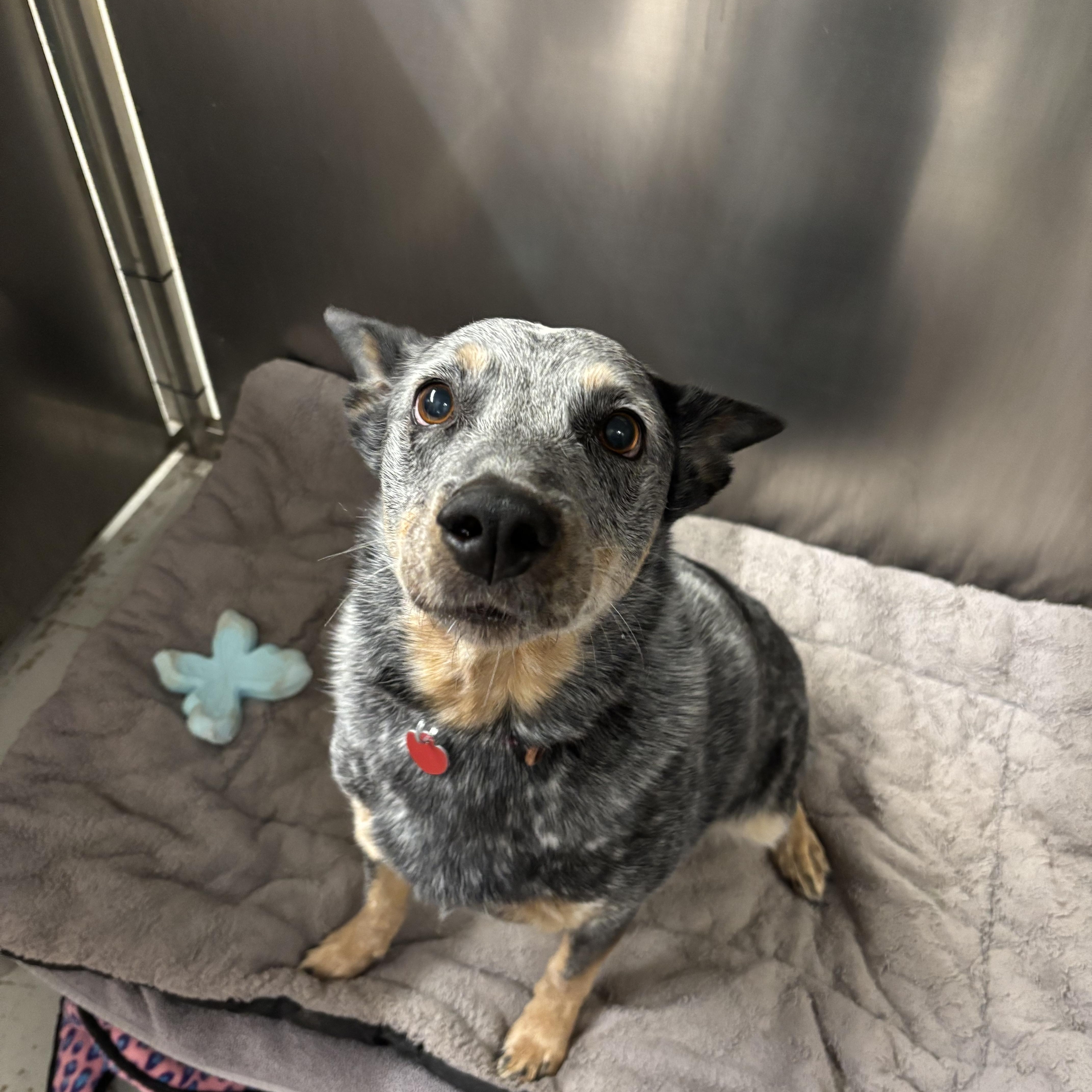 Wanda, a Adoptable Australian Cattle Dog / Blue Heeler in Phoenix, AZ image 4/5