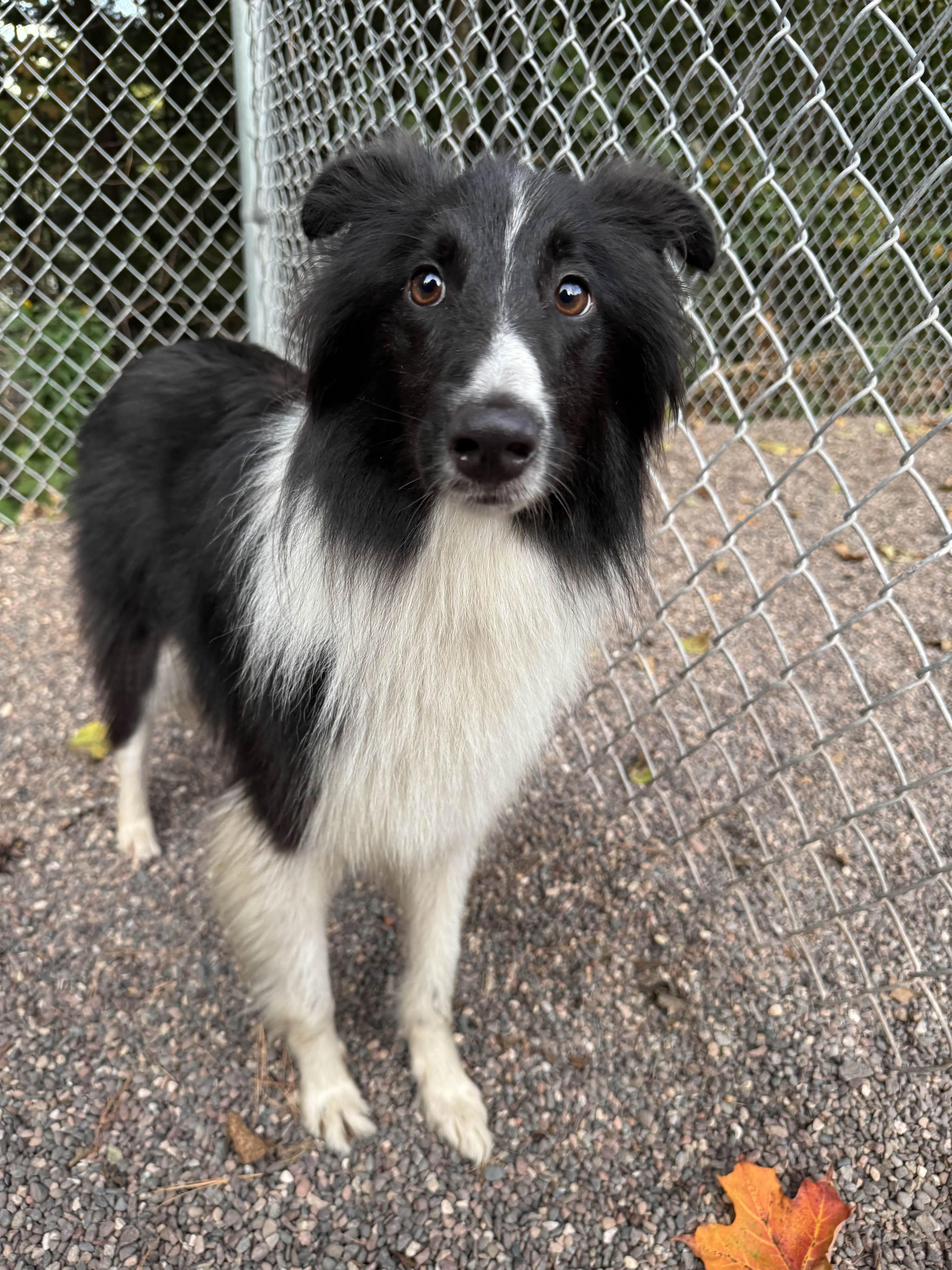 Moe, an adoptable Mixed Breed in Houghton, MI, 49931 | Photo Image 1