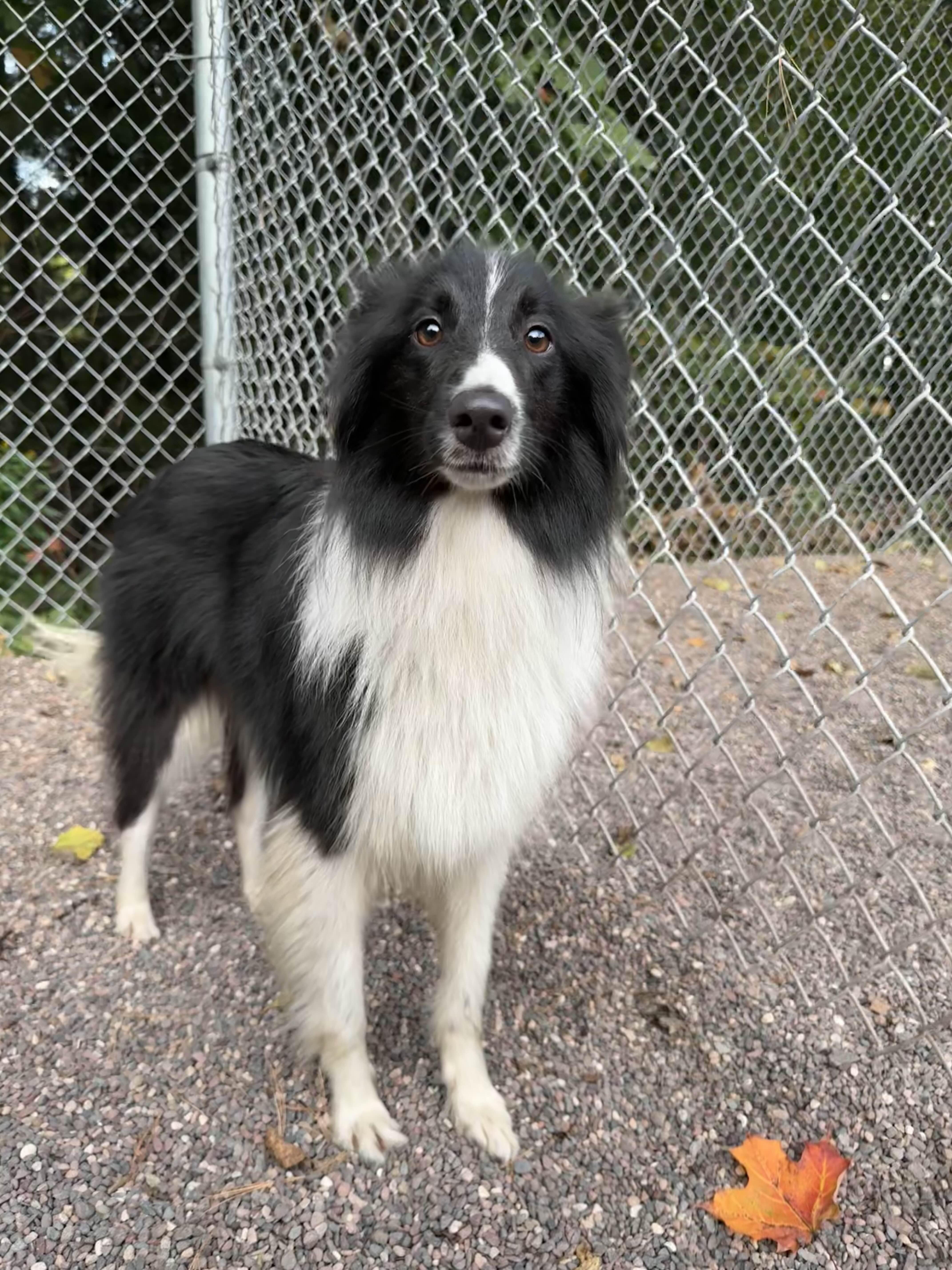 Moe, an adoptable Mixed Breed in Houghton, MI, 49931 | Photo Image 2