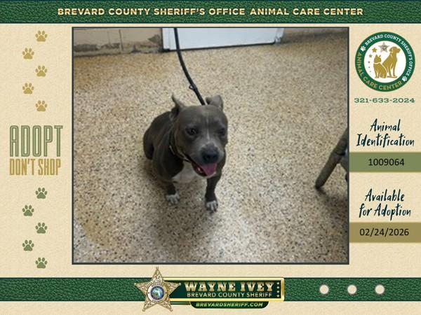 Milan, Adoptable, Adult Female Mixed Breed.