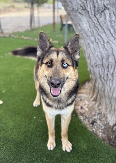 Enlarge LUNA, a Adoptable mixed breed in Castaic, CA image 1/1