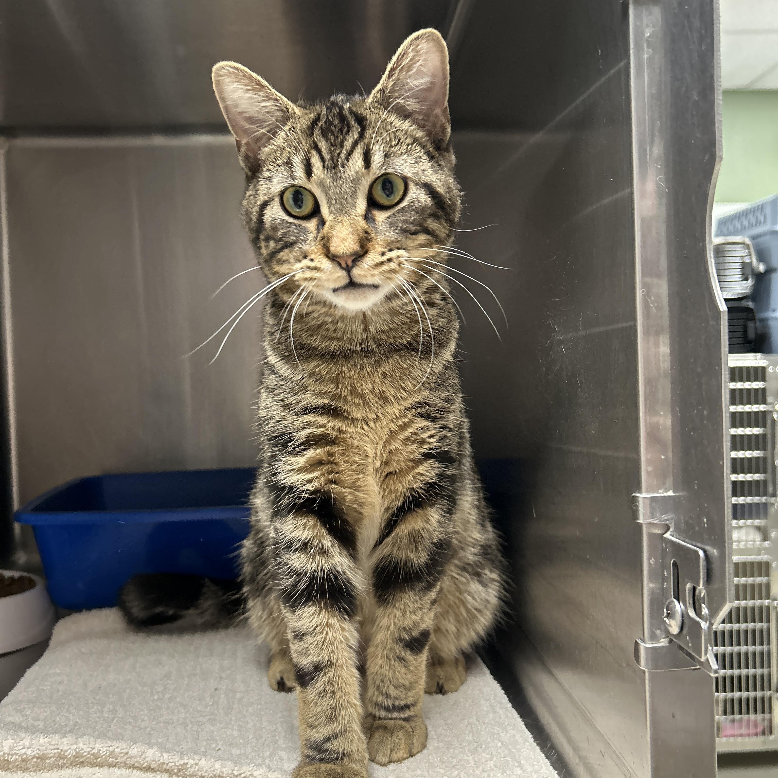 Casserole , an adopted Domestic Short Hair in La Grange Park, IL image 2/5