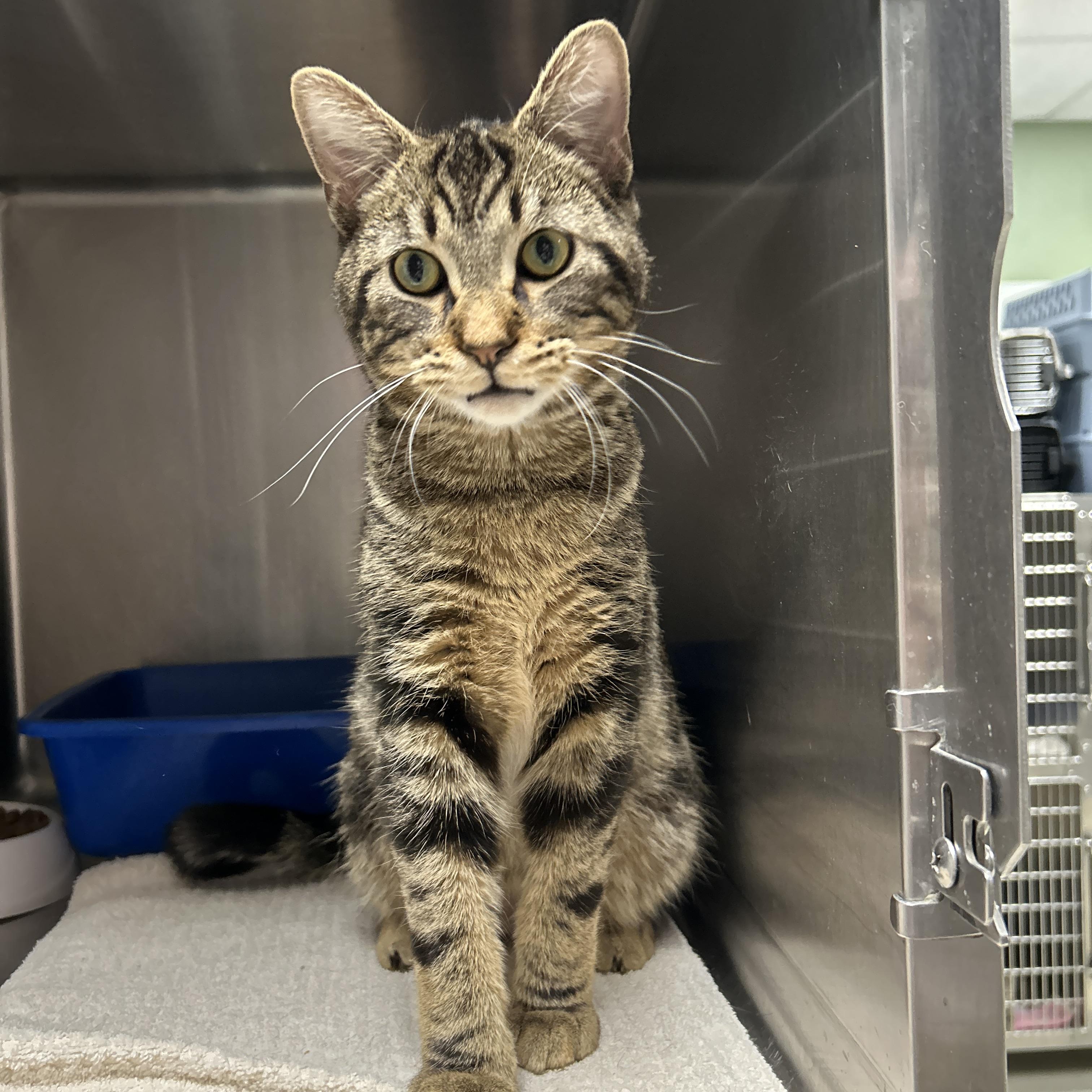 Casserole , an adopted Domestic Short Hair in La Grange Park, IL image 4/5
