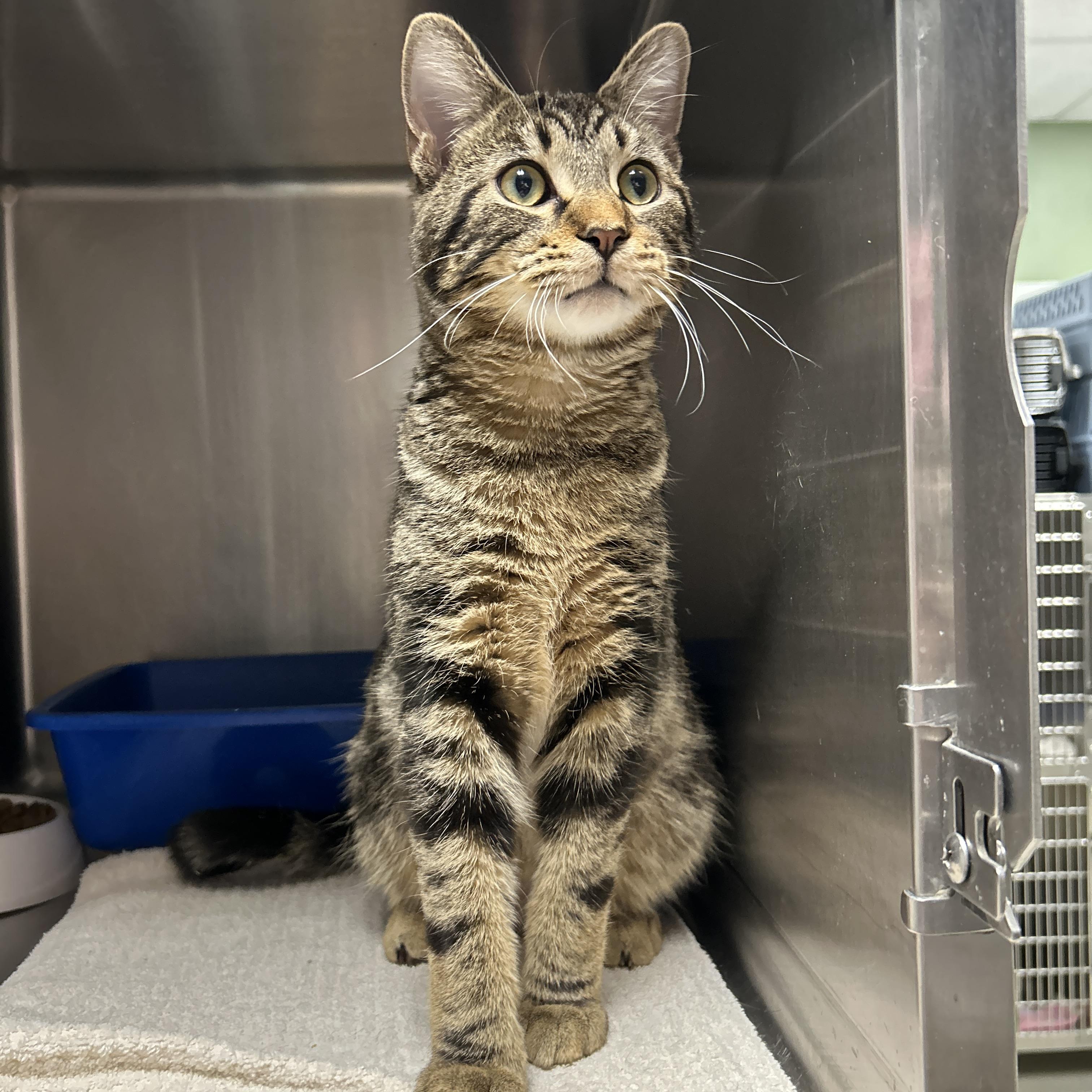 Casserole , an adopted Domestic Short Hair in La Grange Park, IL image 5/5