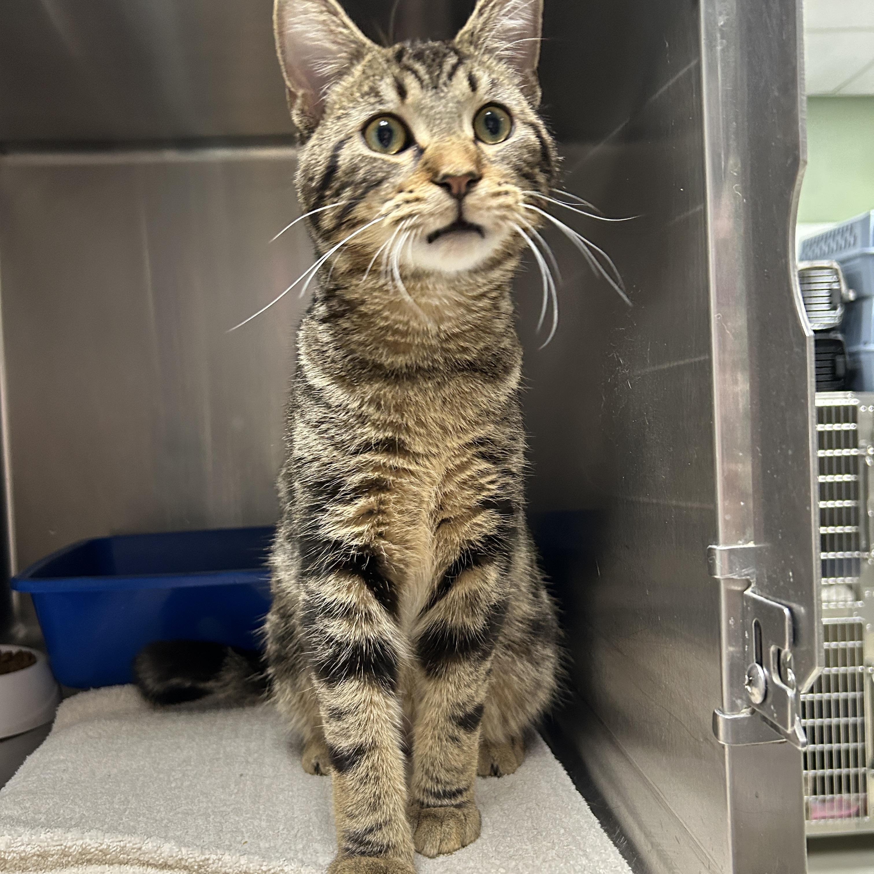 Casserole , an adopted Domestic Short Hair in La Grange Park, IL image 3/5